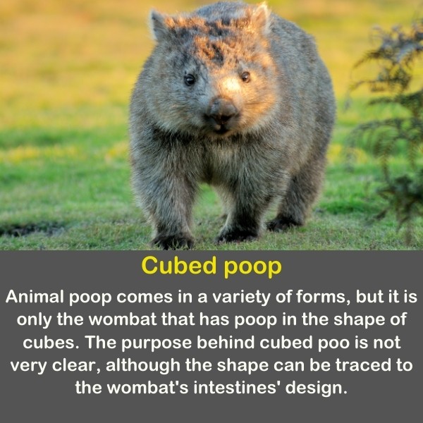 A cute wombat walking on the grass on a sunny day.