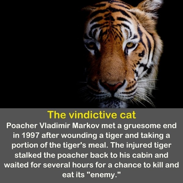 A beautiful Tiger is coming out of the dark.