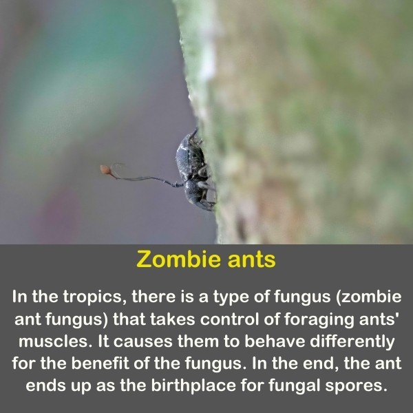 An insect with a zombie fungus.
