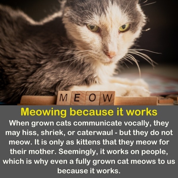 A cat stands with the word MEOW near him.